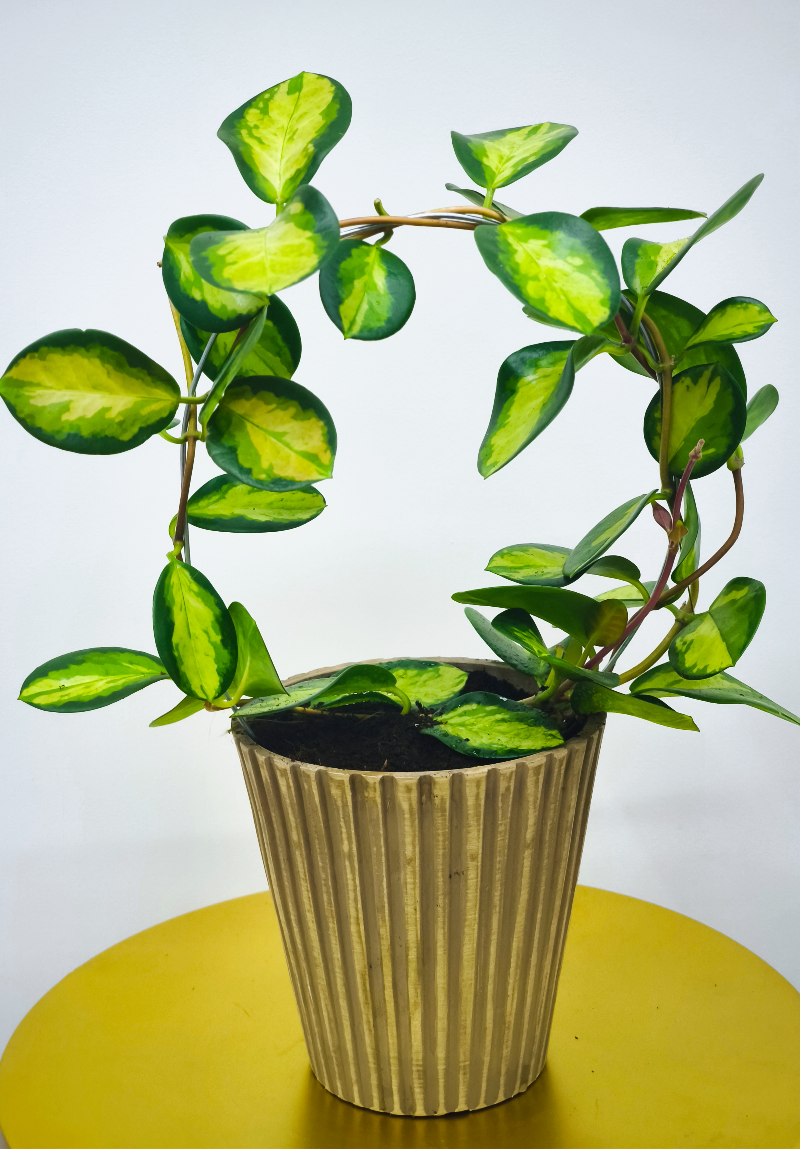 Hoya
