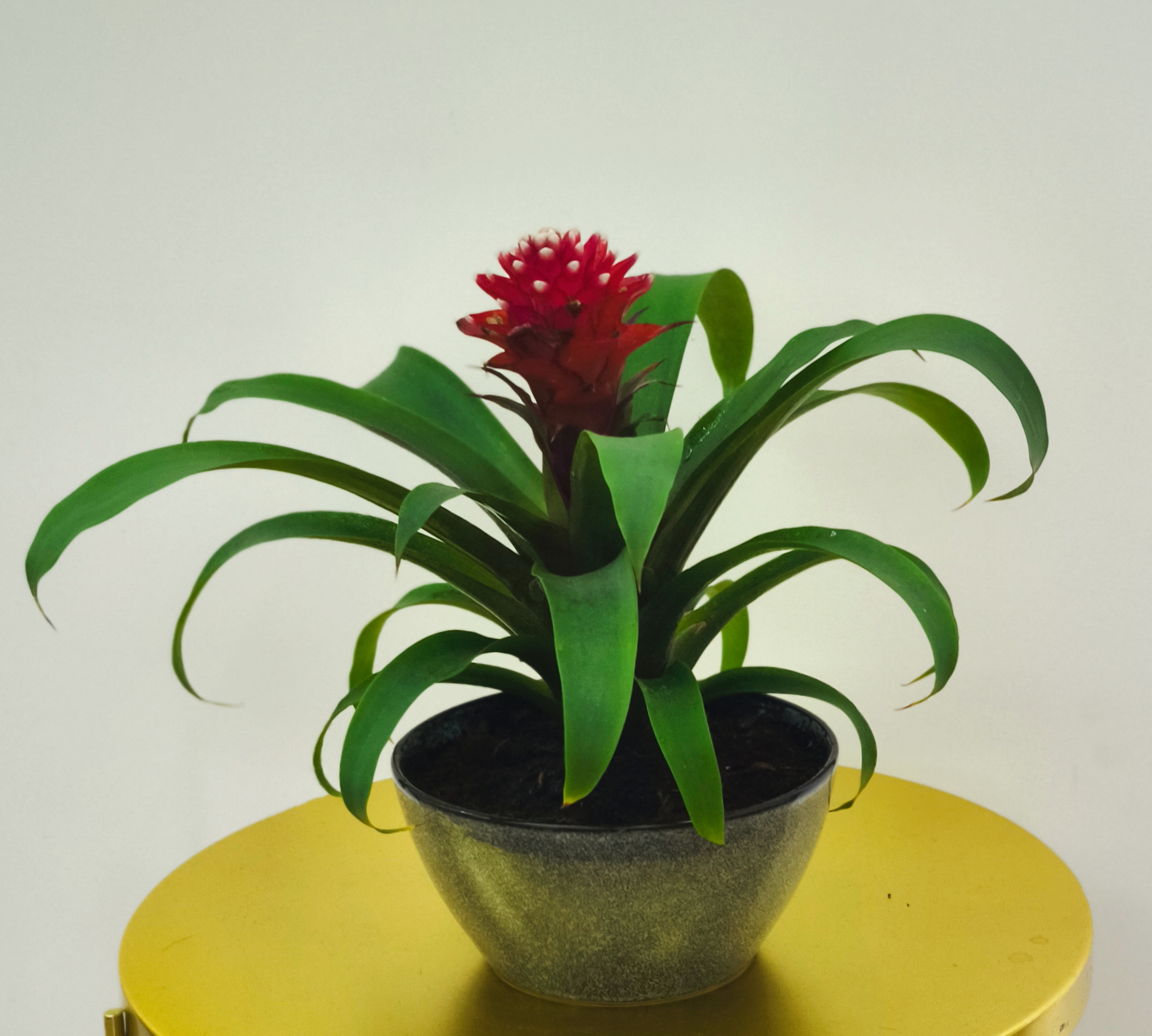 Bromelia