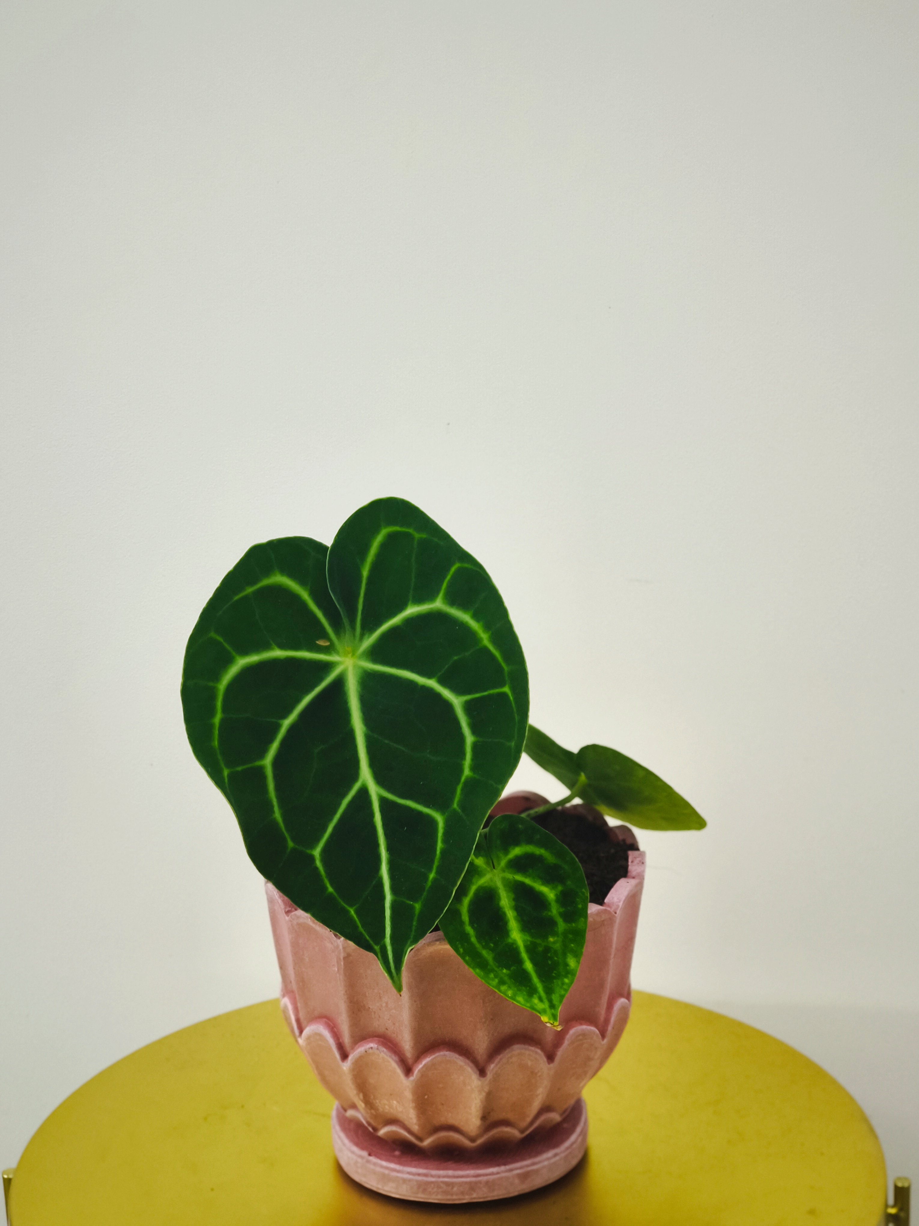 Filodendron
