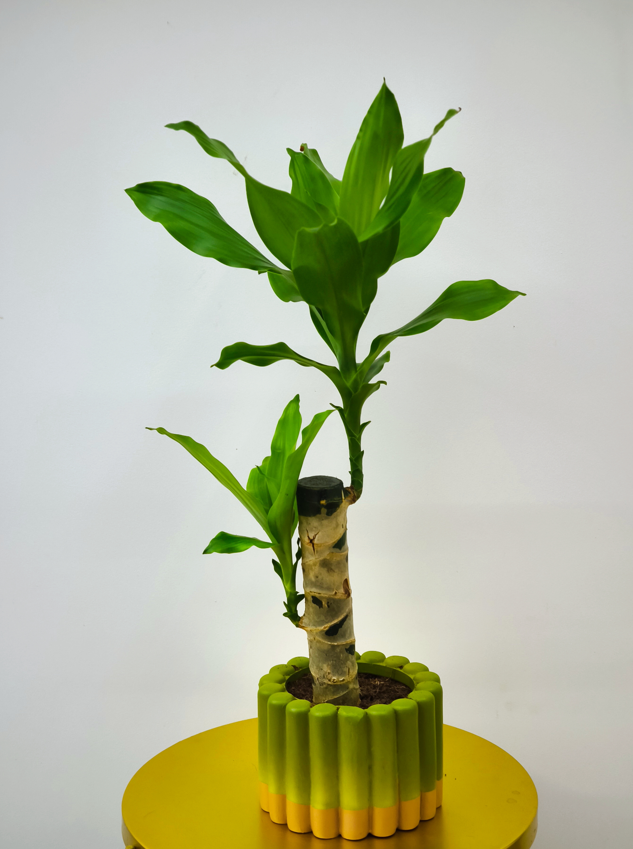 Dracena